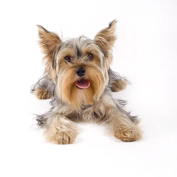 Small yorkshire terrier dog lying down — Stock Photo, Image