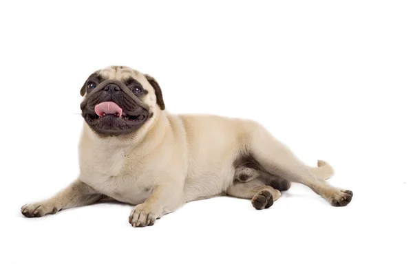 Stock image Pug seated