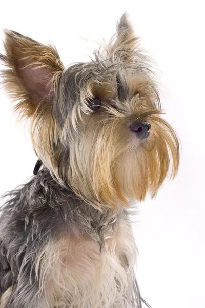 Närbild bild av en yorkshire terrier — Stockfoto
