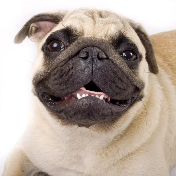 stock image Closeup picture of a mops-pug