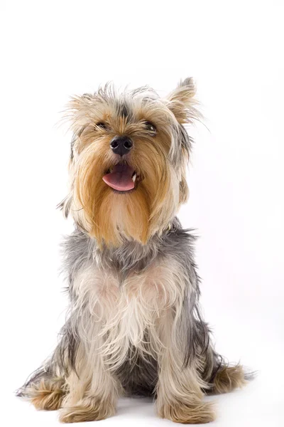 Oturmuş köpek yavrusu yorkshire korkunç — Stok fotoğraf