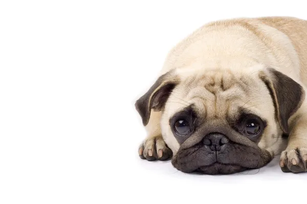 Cute pug with sad eyes — Stock Photo, Image