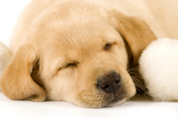 Cachorro durmiendo cerca de una bola de piel — Foto de Stock