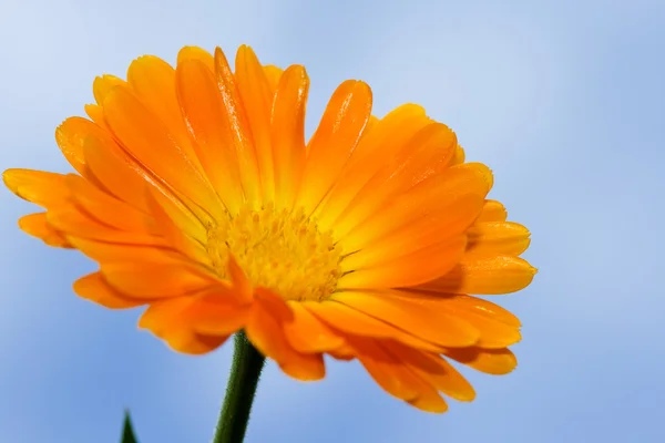 Oranžová květina proti modré obloze — Stock fotografie