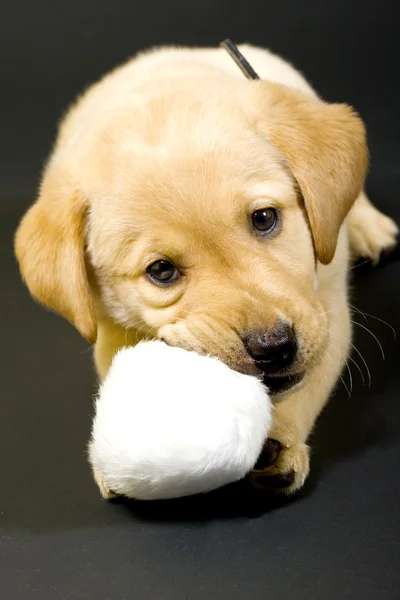 stock image Puppy playing with hair ball