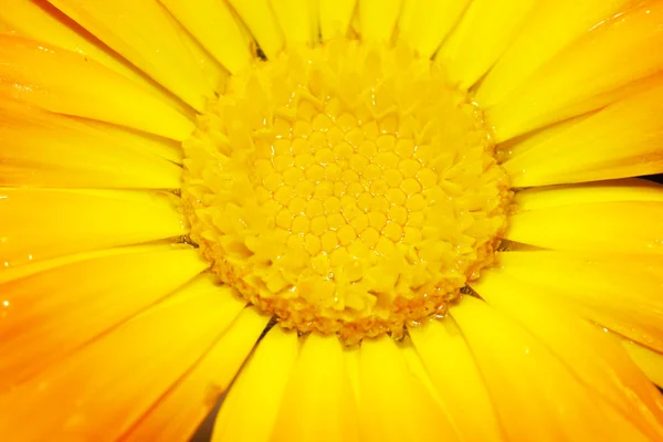 Στέλεχος της ένα λουλούδι ζέρμπερα — Φωτογραφία Αρχείου