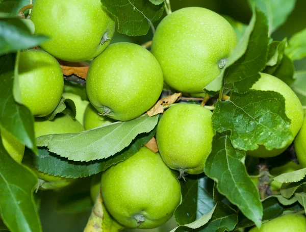 stock image Green aplles on a tree