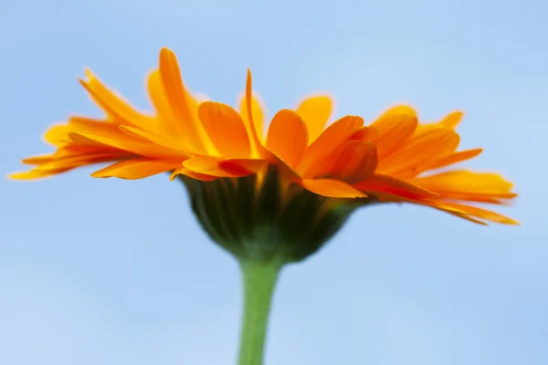 Abstracte close-up van een oranje gerbera — Stockfoto