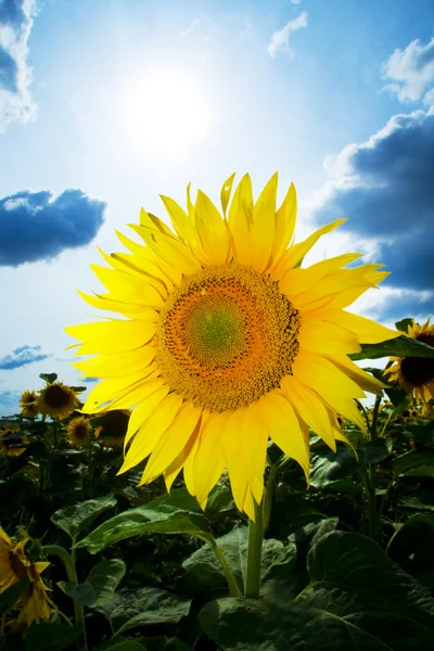 Zonnebloemen met blauwe hemel — Stockfoto