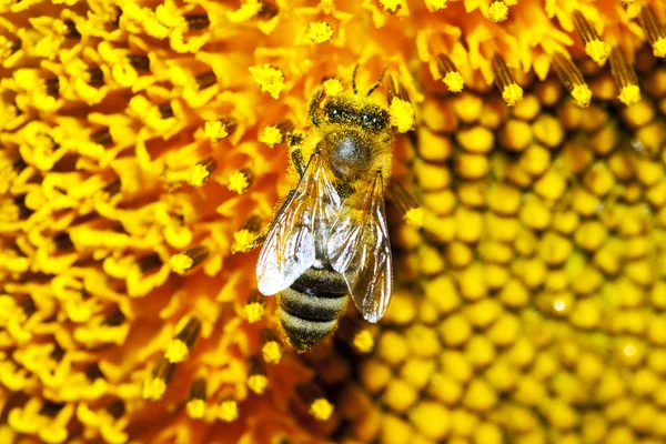 stock image Bee on a sunflower