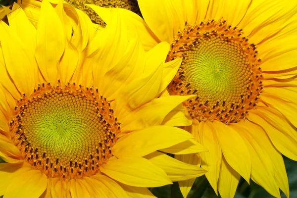 Dvě slunečnice — Stock fotografie