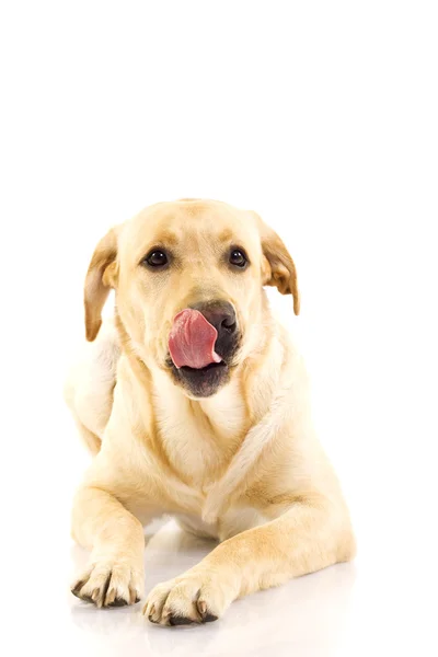 Puppy likken zijn mond — Stockfoto