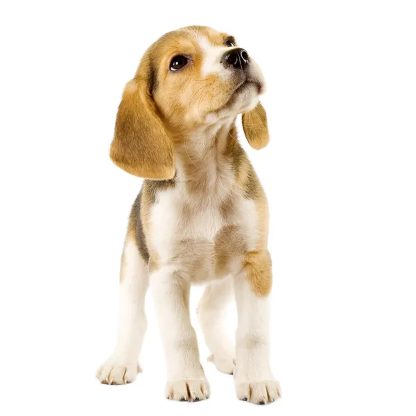 Beagle köpek yavrusu Telifsiz Stok Imajlar