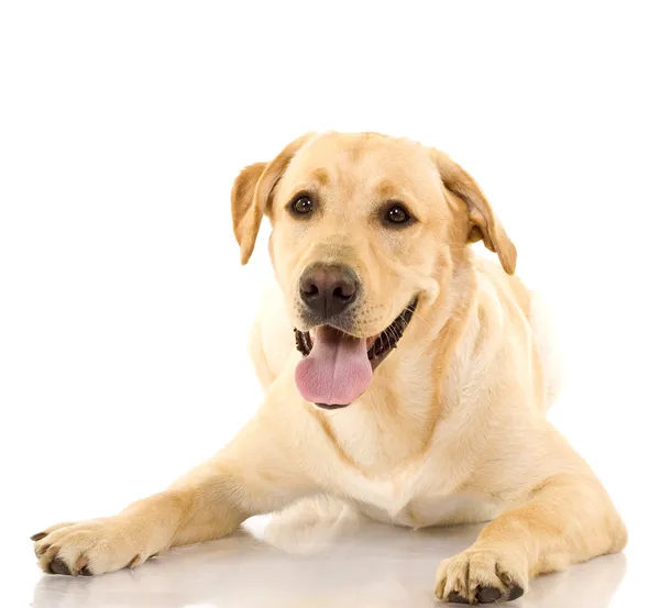 Egy aranyos golden retriever kutya Stock Fotó