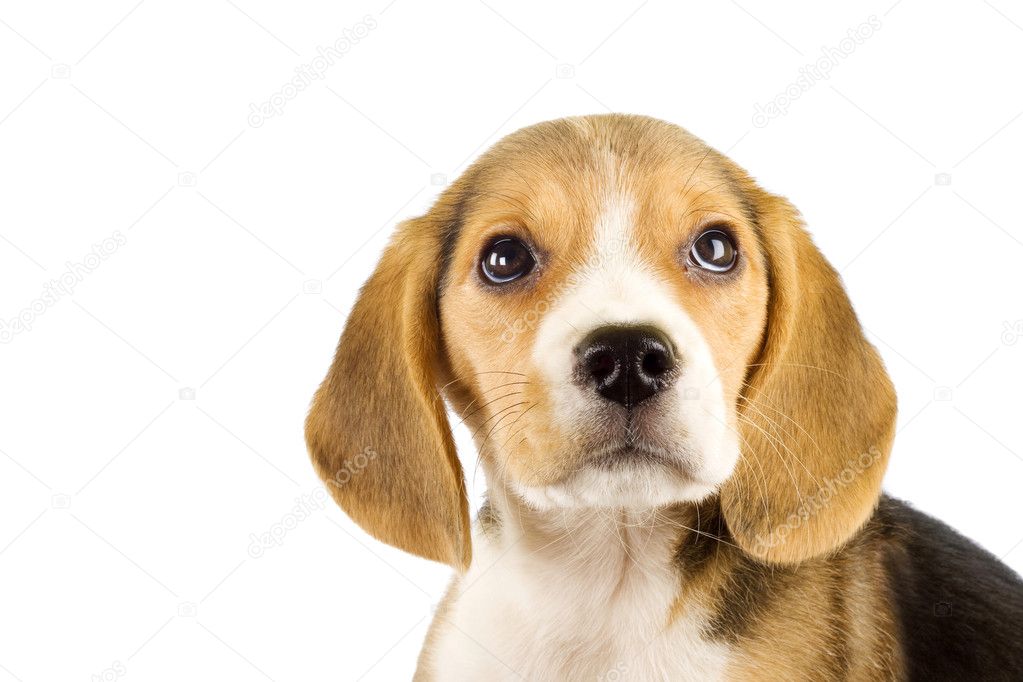 Little beagle puppy