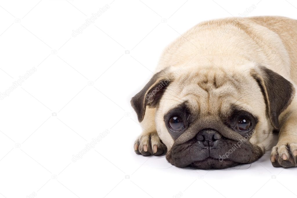Cute pug with sad eyes