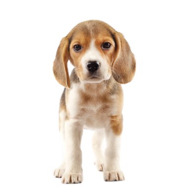 Beagle puppy clipart