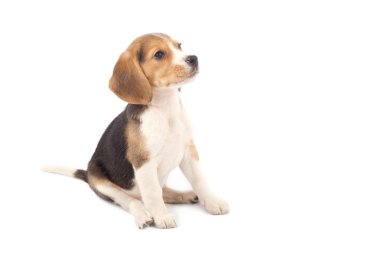 Beagle puppy sitting clipart