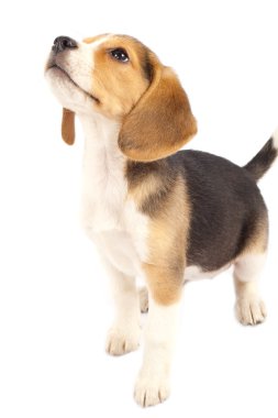 Beagle looking at something clipart