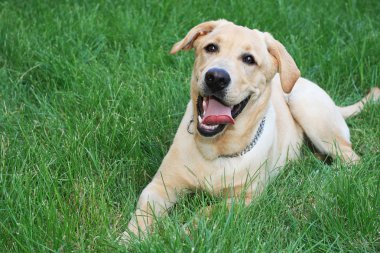 Golden retriever on grass clipart