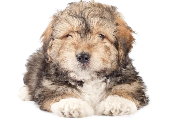 귀여운 작은 강아지 — 스톡 사진