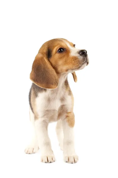 Kleiner Beagle-Welpe — Stockfoto