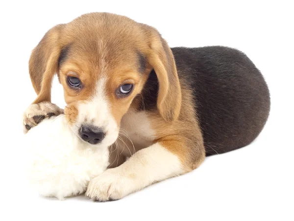 Pup mestecat pe mingea de blană — Fotografie, imagine de stoc