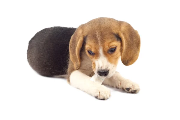 Beagle pup kauwen — Stockfoto