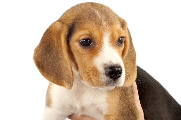 Closeup of a little beagle — Stock Photo, Image