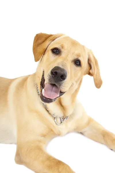 Cachorro Labrador — Foto de Stock