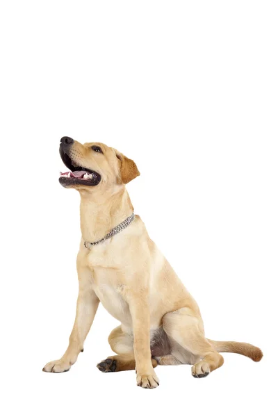 Hechelnder Labrador — Stockfoto