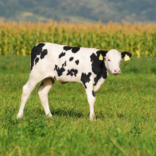 Schattige baby koe in de zomer — Stockfoto