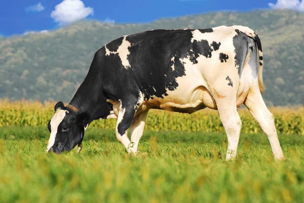 Holstein krávy pasoucí — Stock fotografie