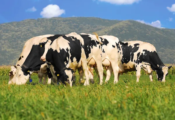 Holstein cows on grass field — Stock Photo, Image
