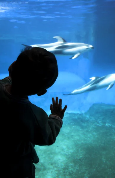Silhueta infantil no aquário — Fotografia de Stock