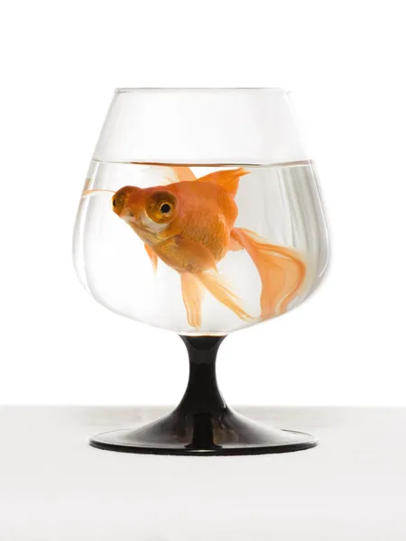 Goldfish in a glass Stock Photo