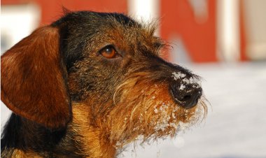 Small dog outside in snow clipart