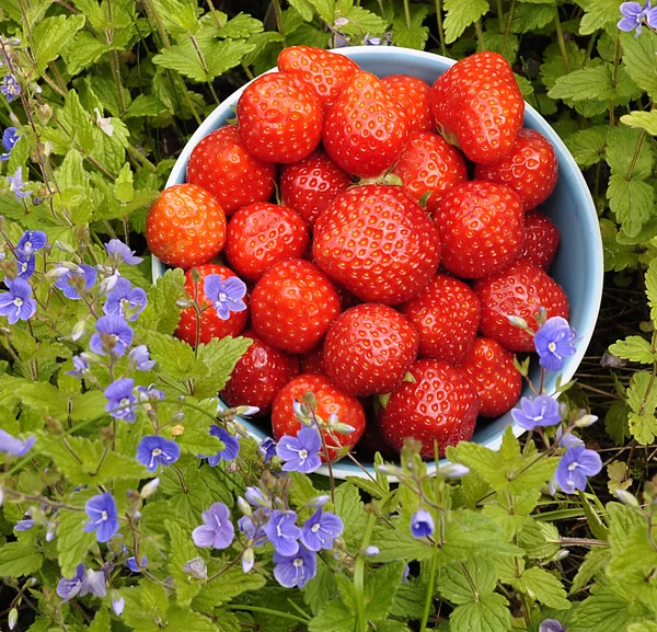 Tasty strawberries — Stock Photo, Image