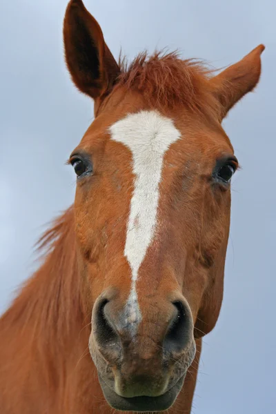 Tête de cheval brun — Photo