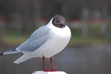 martı larus ridibundus görmek