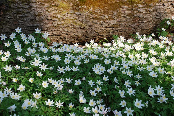 Flores de anêmona de madeira branca — Fotografia de Stock