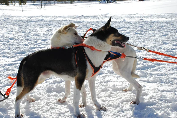 Swedish sled dogs — Stock Photo, Image