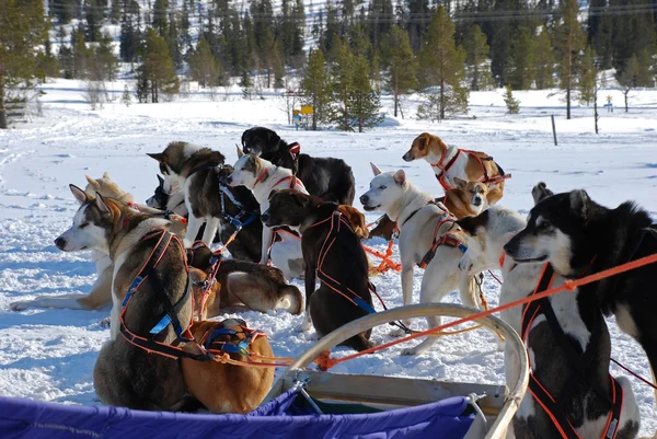 Schwedische Schlittenhunde — Stockfoto