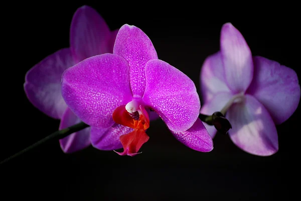 stock image Pink Orchid