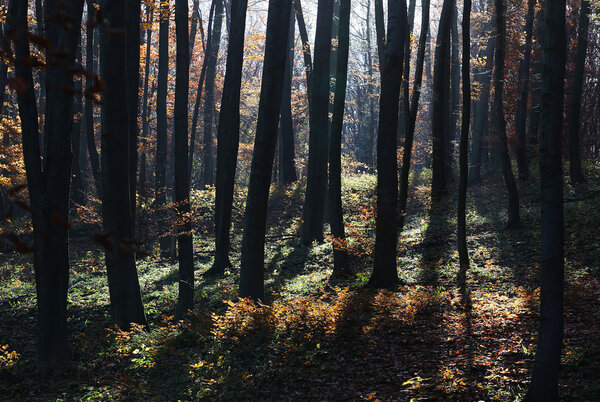 Dense forest in autumn with backlit