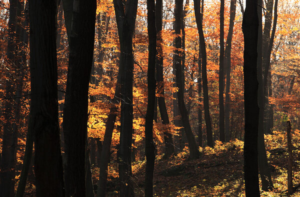 Autumn forest with orange color foliage