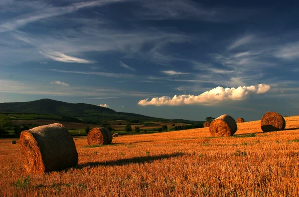 Straw-field with bales ins sunset — Stock Photo, Image