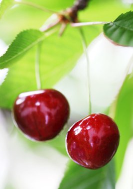 Two ripe cherry on the tree clipart