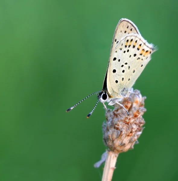 stock image Butterfly