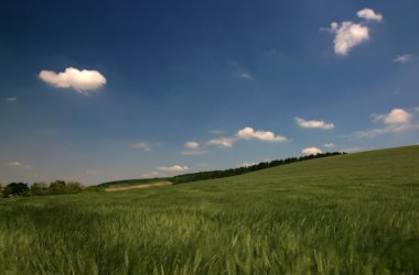 buğday tarlası